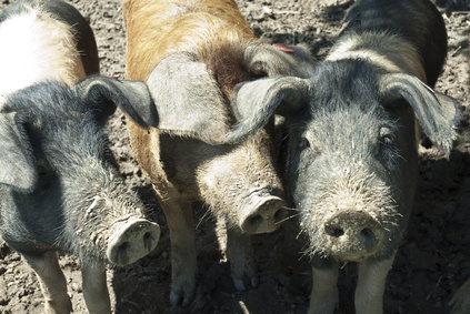 PV-Strom in der Schweinemast