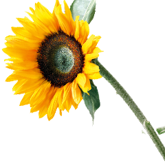 Illustration: Sonnenblume